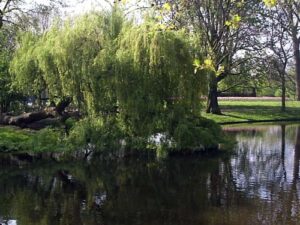 vondelparkwillow vondelparkwillow