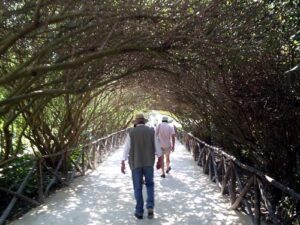 The vine tunnel (that's the back of our tour guide, in the hat)