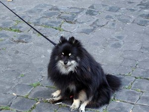 What a cute dog! What a cute dog!