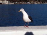 Sea gull Sea gull