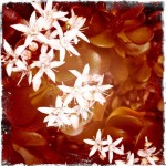 Flowers taken with Hipstamatic on my iPhone