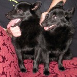 Iggy and Jett