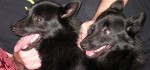 Iggy And Jett