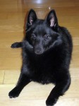 Jett lying on the kitchen floor