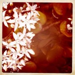 Flowers taken with Hipstamatic on my iPhone