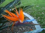 Bird of Paradise bloom