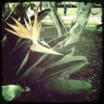 Bird of paradise (Hipstamatic)