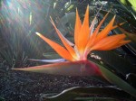 Bird of paradise in the sunshine