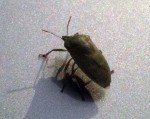 A bug on the roof of my car when we got back from our walk