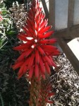 Side view of the cool red flower