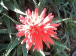Cool looking red flower from above