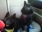 Jett (lying down) and Iggy in the car