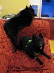 Iggy and Jett on the couch
