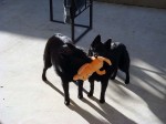 Iggy and Jett playing 1 Iggy and Jett playing 1