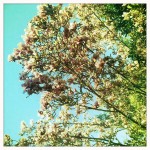 Magnolias (Hipstamatic)
