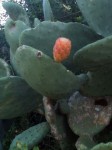 A Cactus Flower (no, not Goldie Hawn) A Cactus Flower (no, not Goldie Hawn)