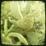Cactus (taken with Hipstamatic) Cactus (taken with Hipstamatic)