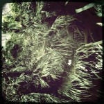 Dead palm fronds Dead palm fronds