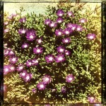 Flowers (taken with Hipstamatic) Flowers (taken with Hipstamatic)