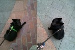 Jett on the left, Iggy on the right Jett on the left, Iggy on the right