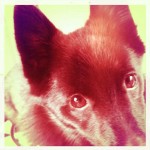 Jett's eyes (Hipstamatic) Jett's eyes (Hipstamatic)