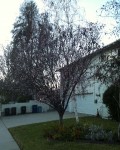 I can't believe red buds will start in February here I can't believe red buds will start in February here