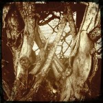 Trunk Trunk