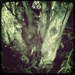 Trunk Trunk