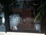 Dogs making a ruckus as we walked by