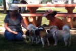 A bunch of dogs