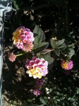 Some more flowers