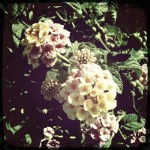 Some flowers