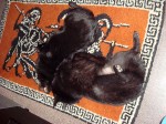 Iggy and Jett resting together