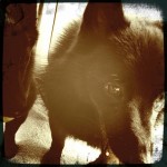 Iggy eyeballing me in the car (Hipstamatic)