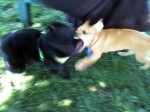The puppy attacks Jett