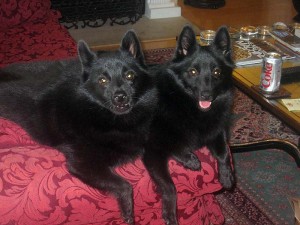 Iggy and Jett