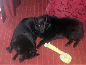 Iggy and Jett with a toy