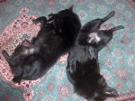 Iggy and Jett on their backs