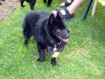 A schipperke
