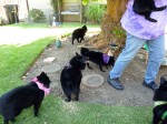 A gaggle of schipps