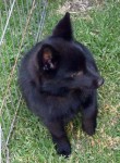Puppy from above