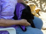 Puppy on someone's lap