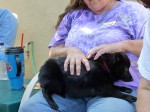 A schipperke in someone's lap