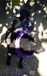 Schipperke with a tail
