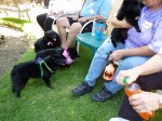 Several schipperkes