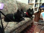 Iggy and Jett at Distant Lands Bookstore