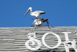 Cool pelican decoration on the roof of a shop Cool pelican decoration on the roof of a shop