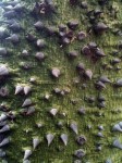 Odd tree bark