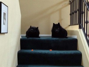 Jett and Iggy eating carrots on the steps