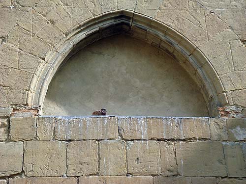 Bird in a niche